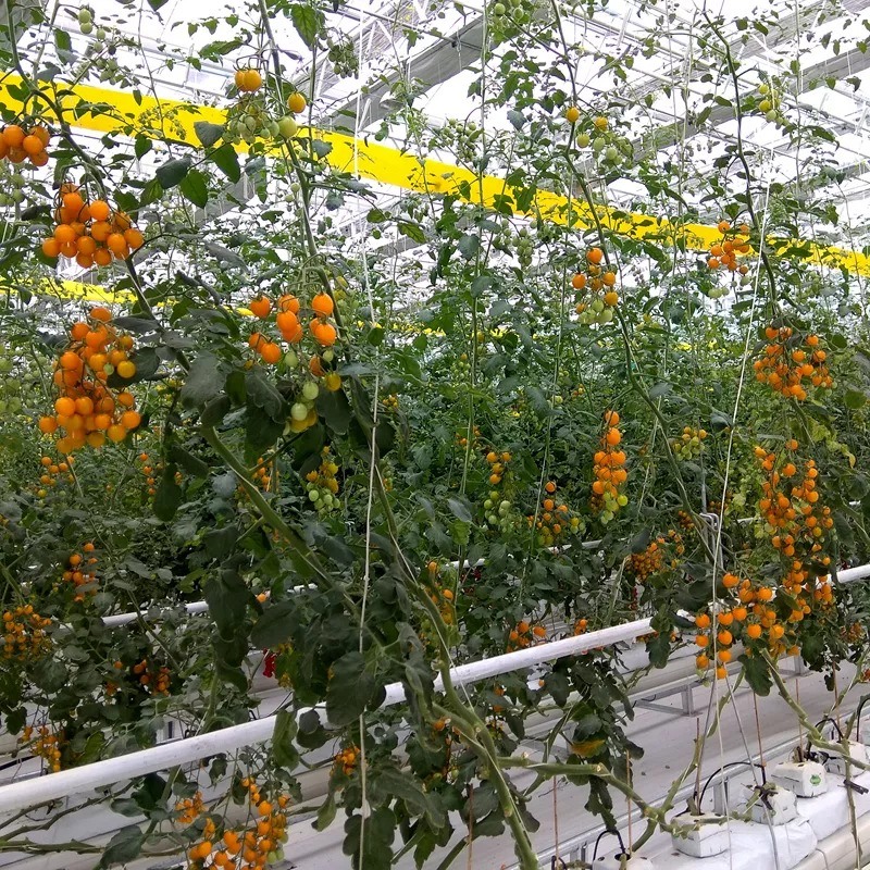 UV Stabilised Polypropylene Twine for Tomato Plants with Custom Colors and 1-5mm Diameter